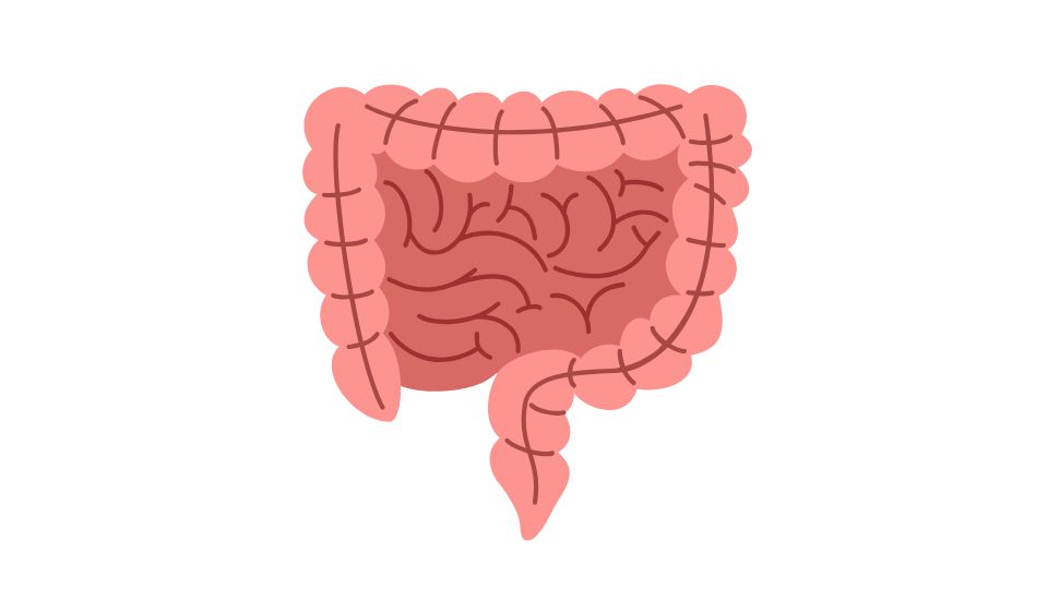 intestines