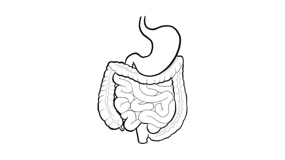 intestines