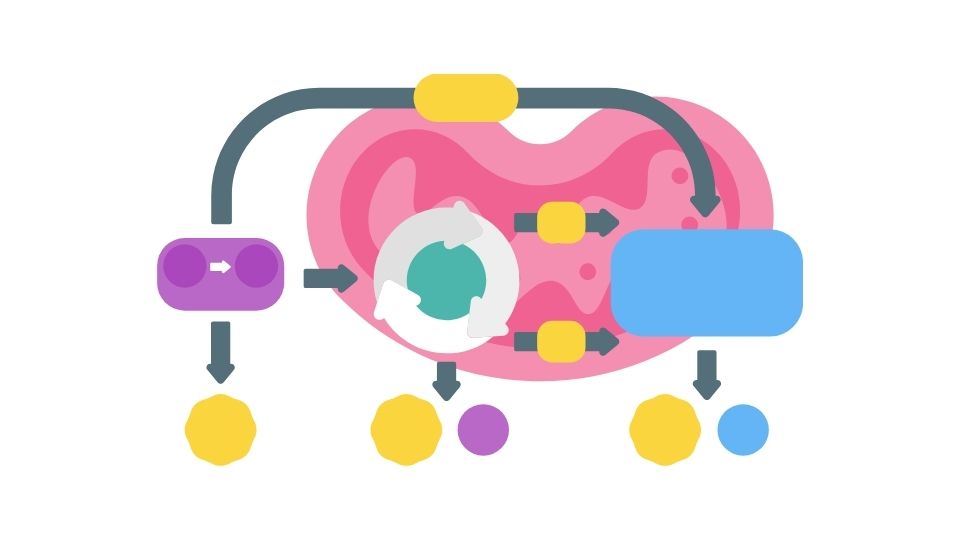 metabolism