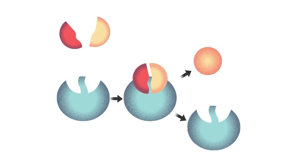 metabolism