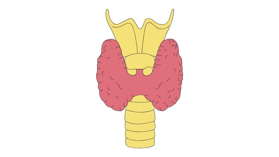 thyroid