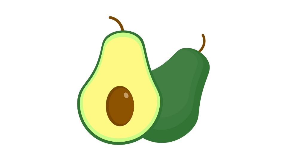 avocado illustration