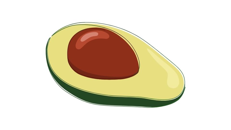 avocado illustration