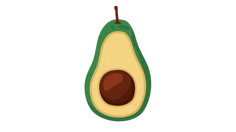 avocado illustration