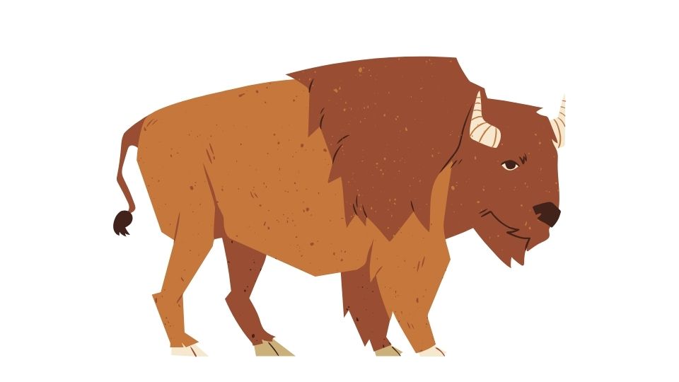 bison illustration