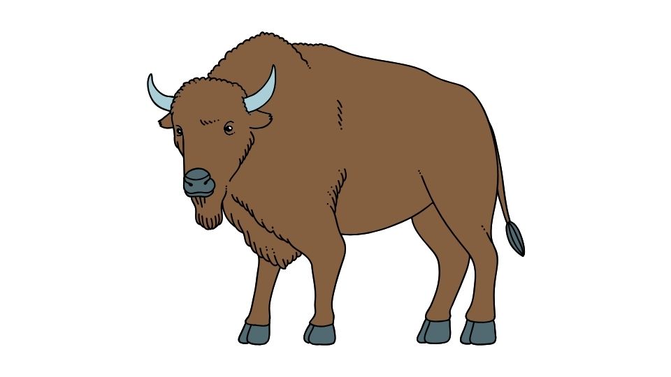 bison illustration