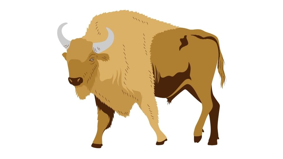 bison illustration