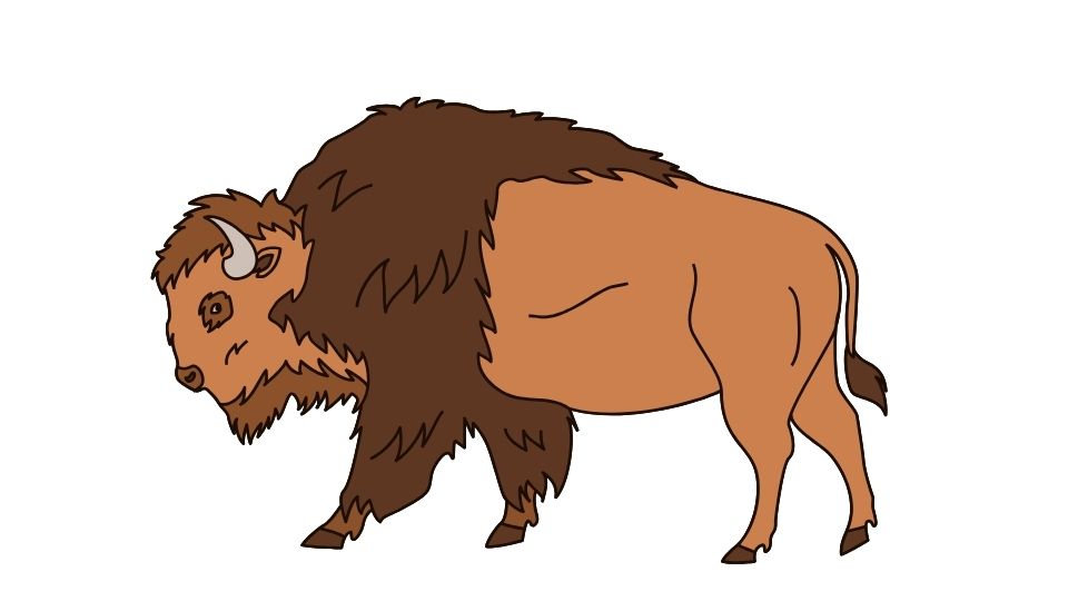 bison illustration