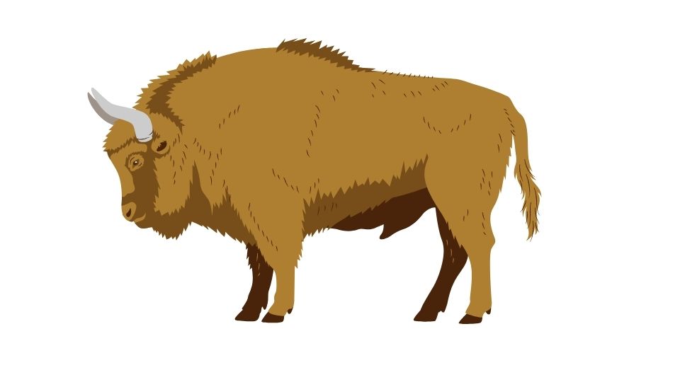 bison illustration