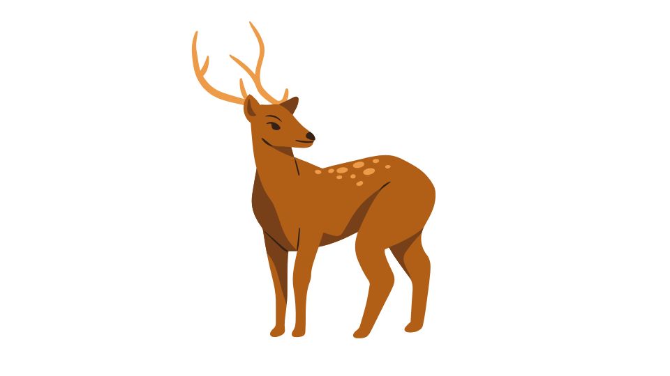 deer illustration