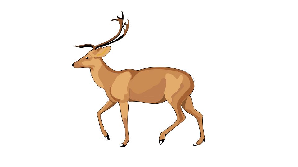 deer illustration