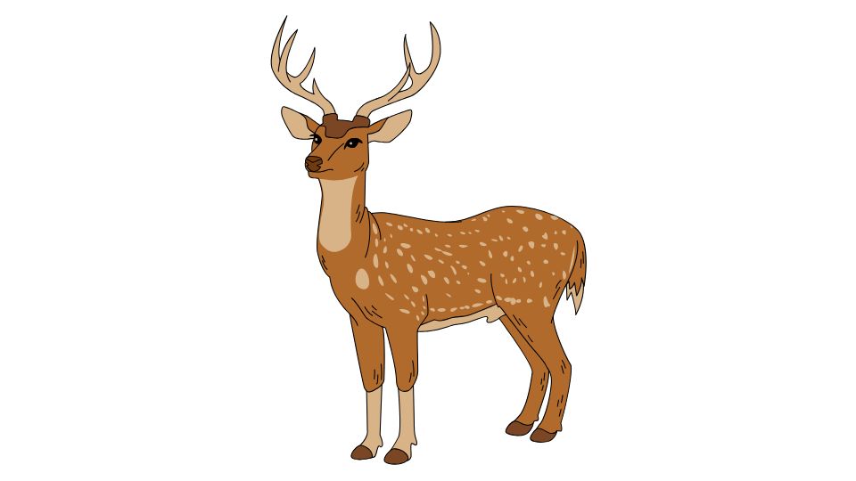 deer illustration