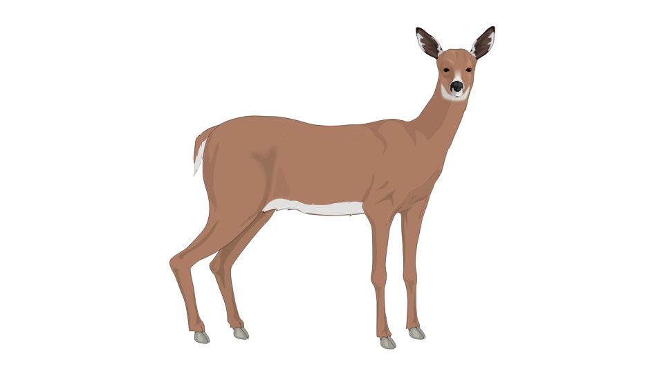 deer illustration