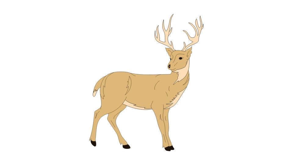 deer illustration