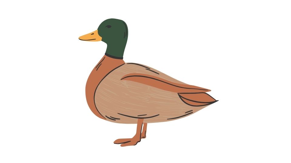 duck illustration