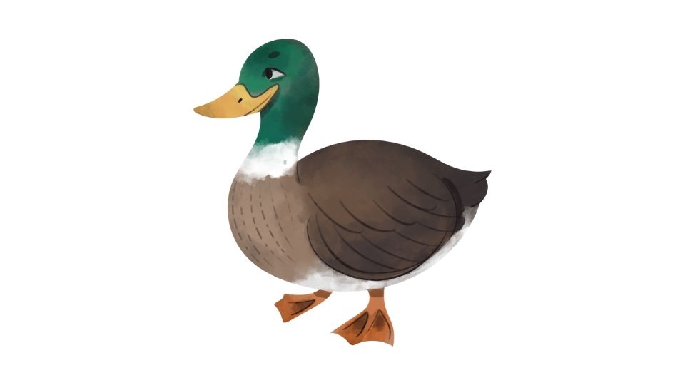 duck illustration