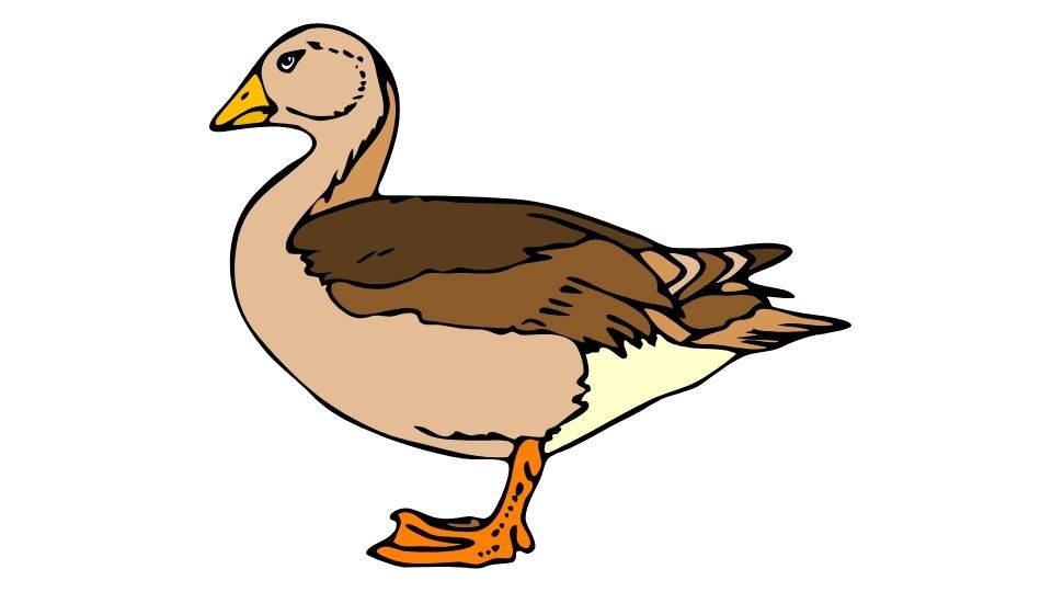 duck illustration
