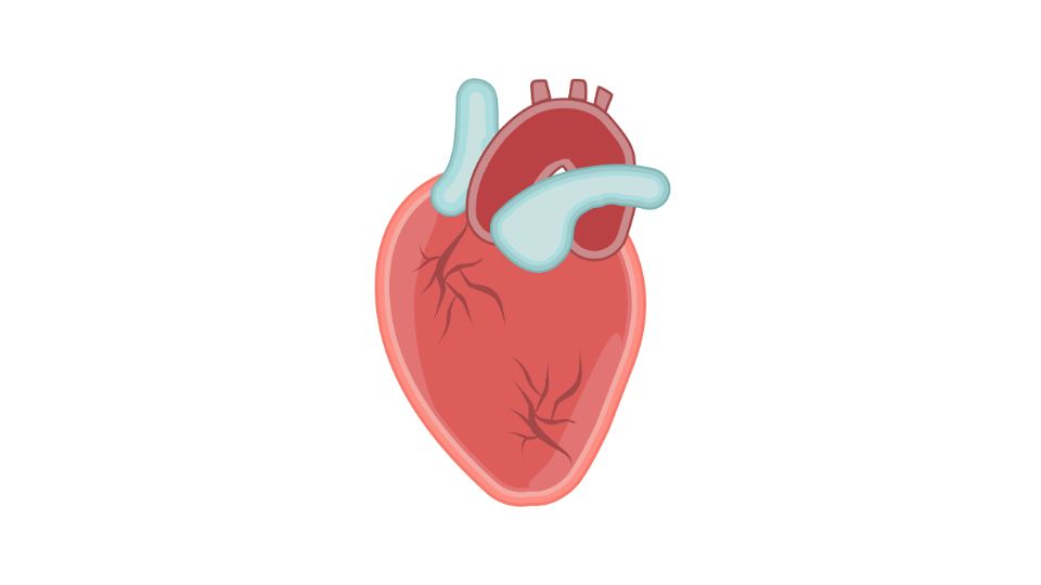 heart health 