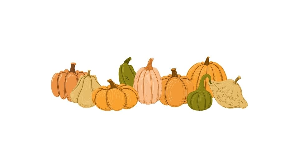pumpkin illustration