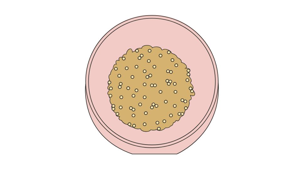 quinoa illustration