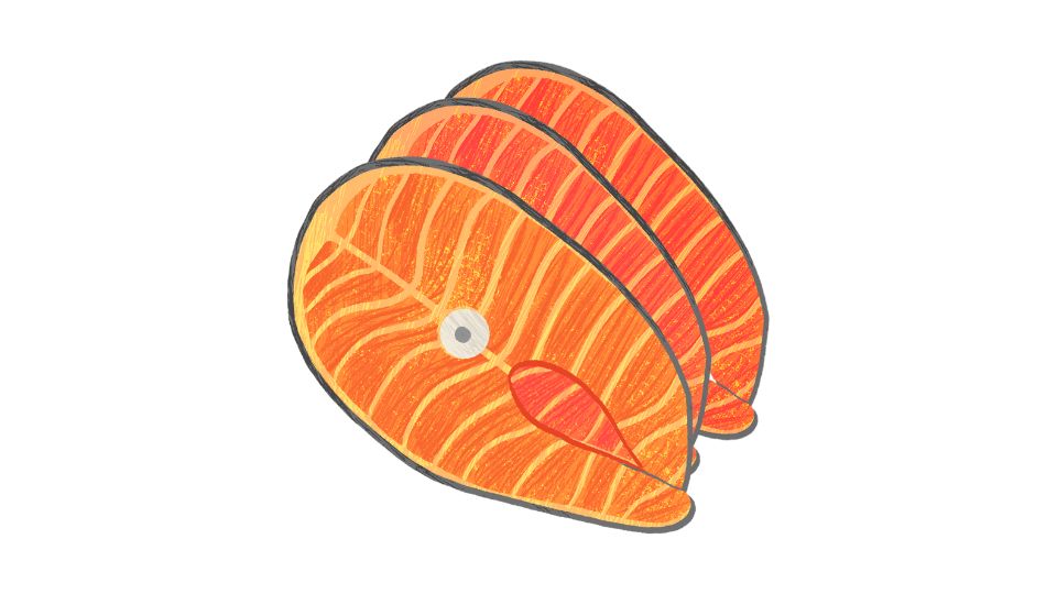 salmon illustration