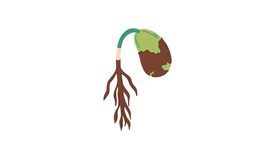 seed illustration