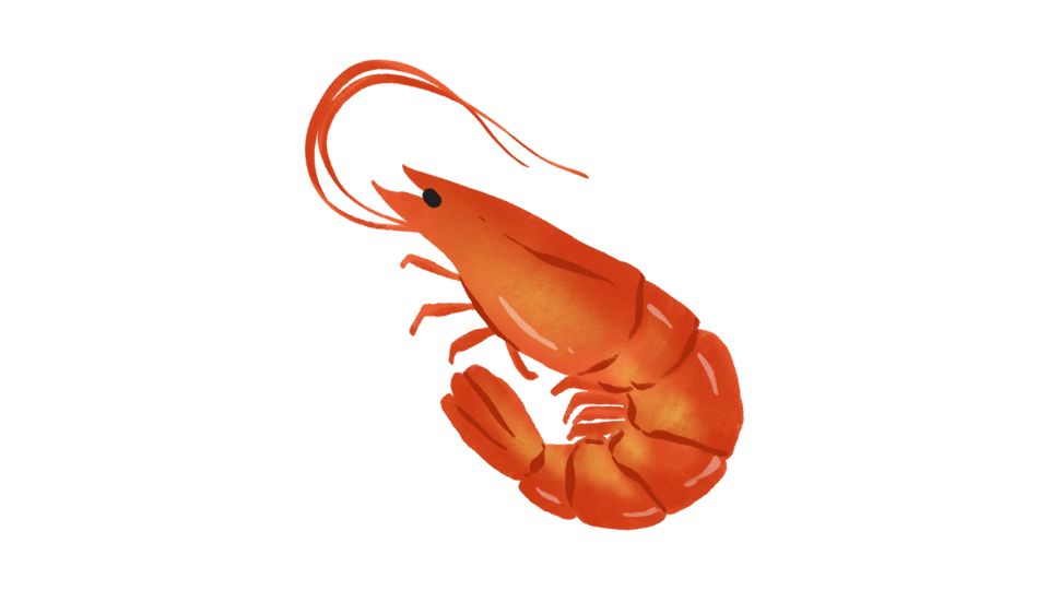 shrimp illustration