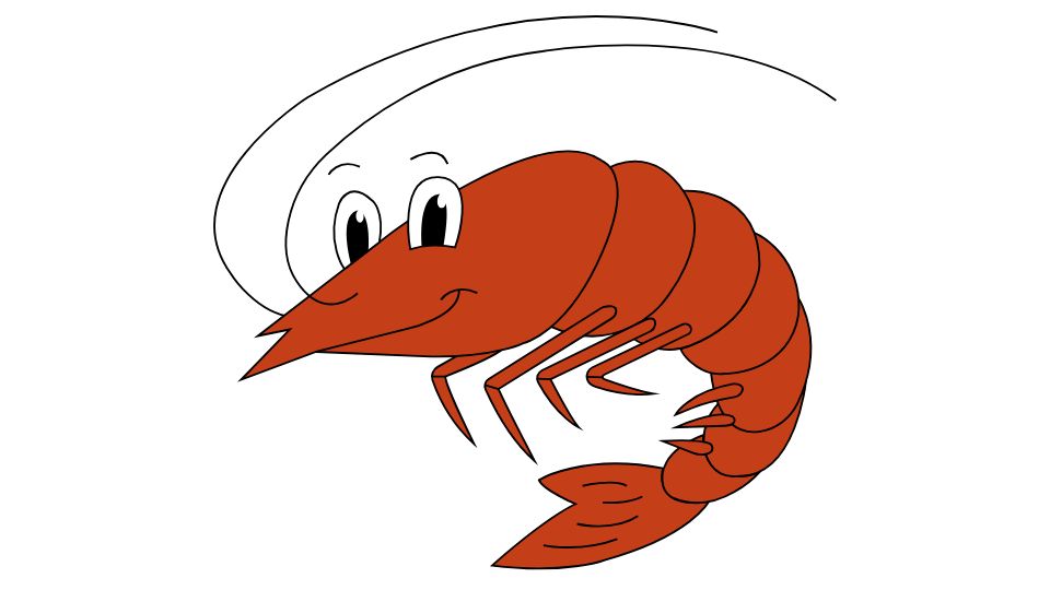 shrimp illustration