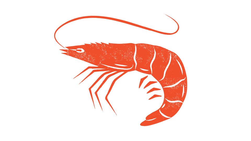 shrimp illustration