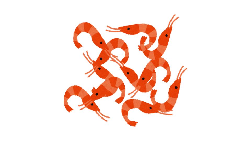 shrimp illustration