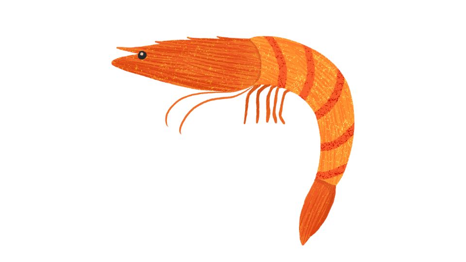 shrimp illustration