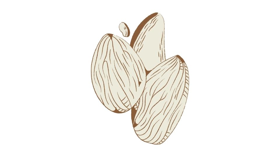 almond cartoon