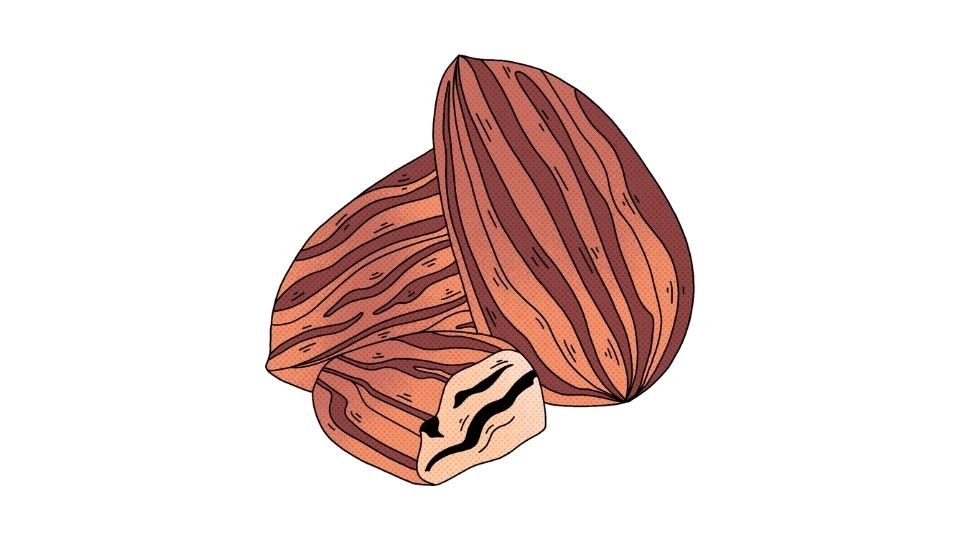 almond cartoon