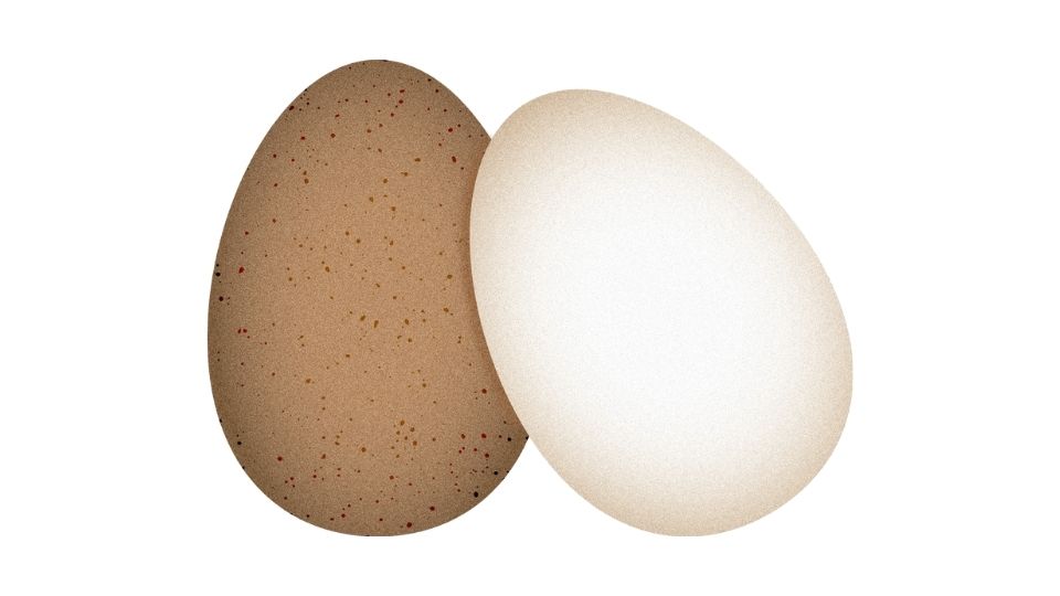 egg