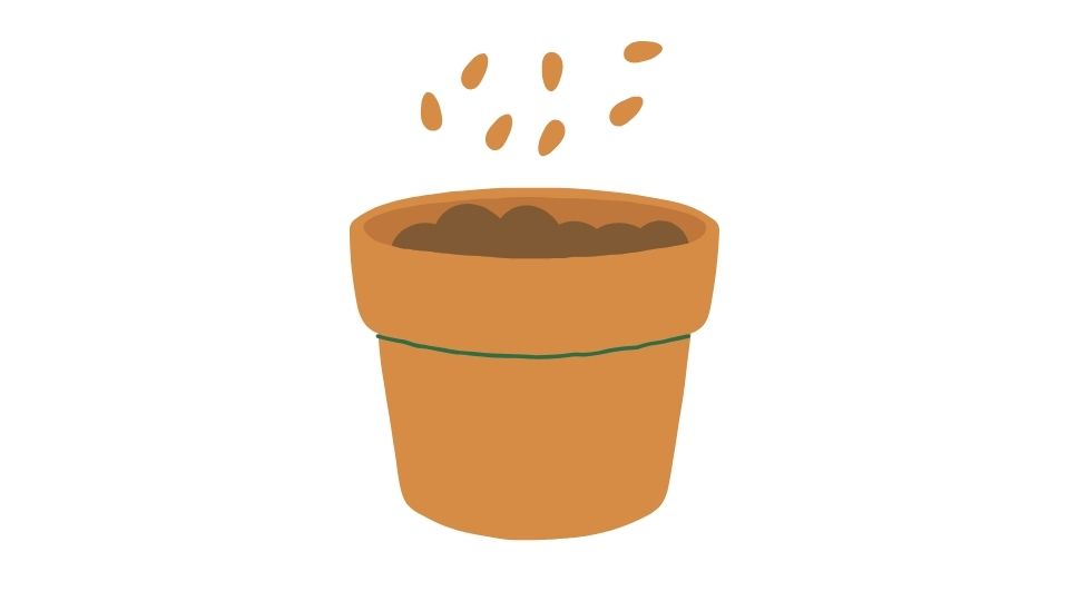 seed protein